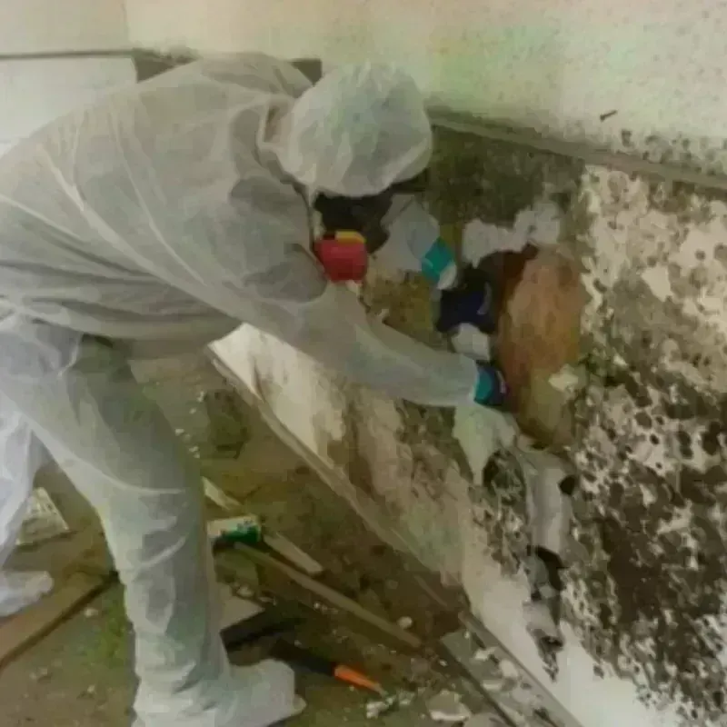 Mold Remediation and Removal in Masontown, PA